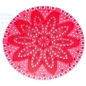 Rulopak Mini Koku Giderici Tropikal