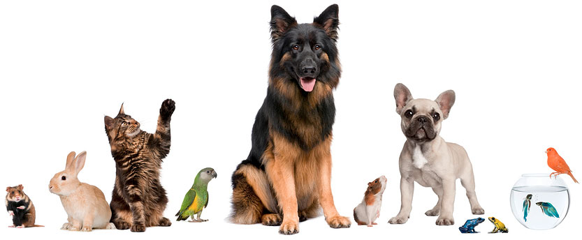 petshop