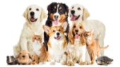 Kategori İçin Resim PET SHOP