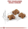 Royal Canin Kitten Yavru Kedi Maması 10 Kg