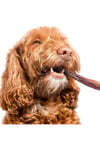 Eva & Walle Köpek Ödül Çubukları Dana Kamış Bully Stick , Taze Kamış Köpek Kemiği Çiğneme Garantili 3 Adet