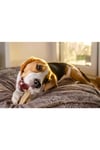 Eva & Walle Eva And Wall-e Doğal Köpek Pres Kemiği Beyaz 10' Lu 21cm Orta Irk Ve Büyük Irk Köpekler Için 150 Gr