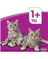 	whiskas, kedi maması, hayvan maması, kuru kedi maması, yaş kedi maması, poşet kedi maması, etli kedi maması, hayvansal gıda kedi maması, tahılsız kedi maması, kedi maması satın al, kedi maması fiyatları, toptan kedi maması