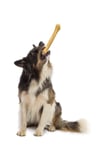 Eva & Walle Eva And Wall-e Doğal Köpek Pres Kemiği Beyaz 10' Lu 21cm Orta Irk Ve Büyük Irk Köpekler Için 150 Gr
